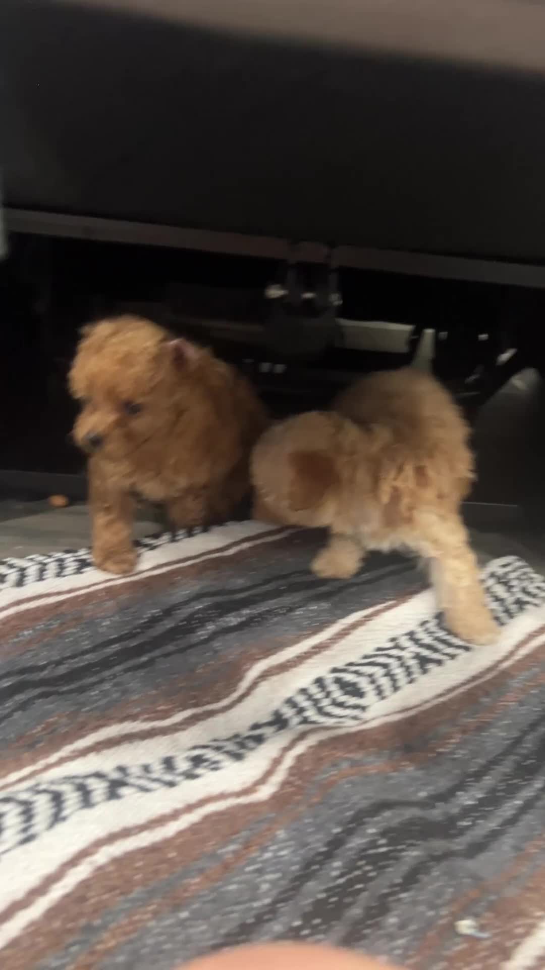 Toy Poodle dogs for sale: Toy Poodle Puppy 4 - Video 2