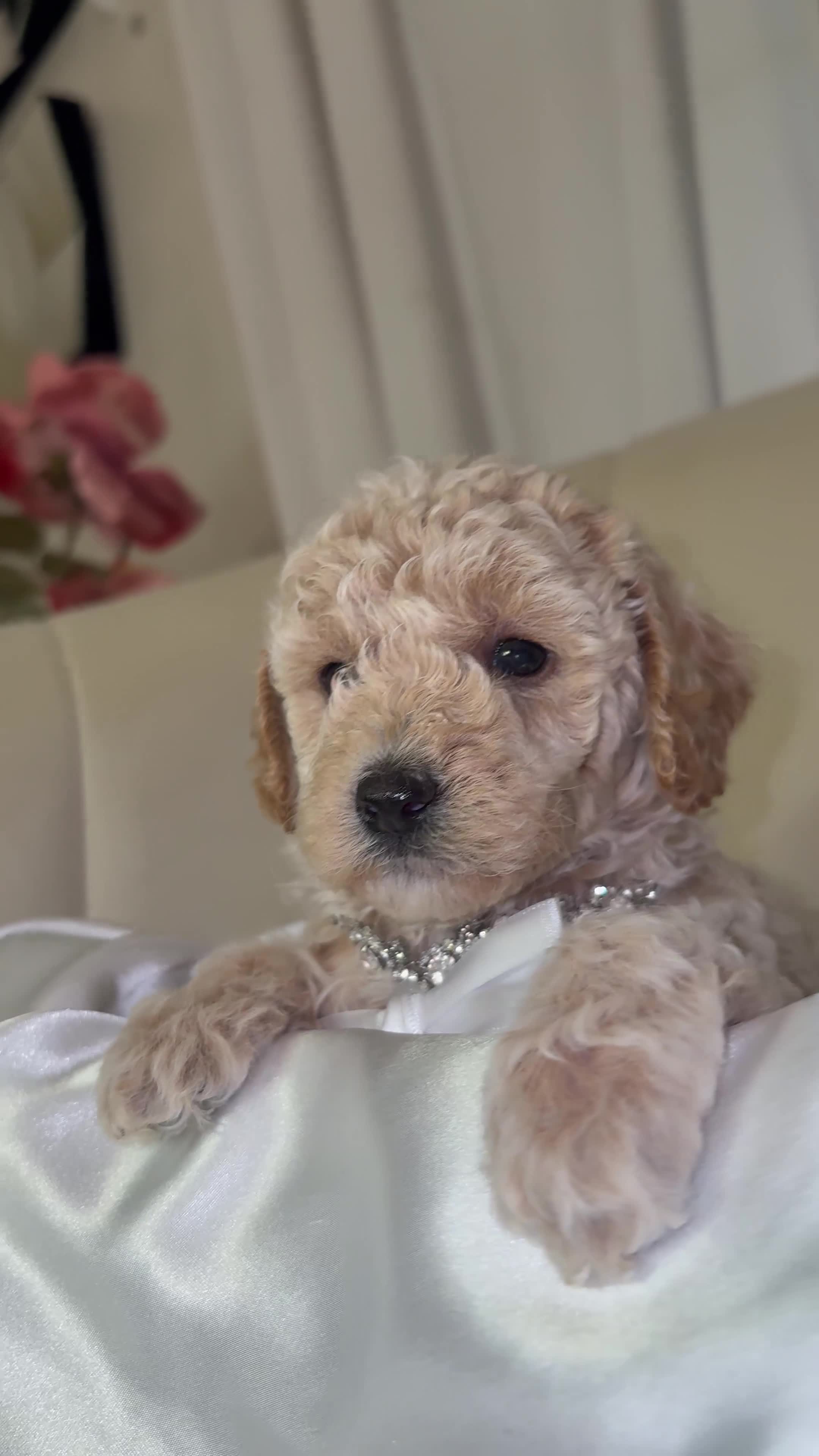 Toy Poodle dogs for sale: Toy Poodle Puppy 3 - Video 1