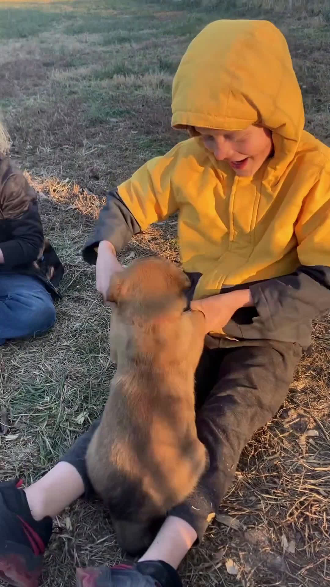 Belgian Malinois dogs for sale: Belgian Malinois Puppy 3 - Video 1