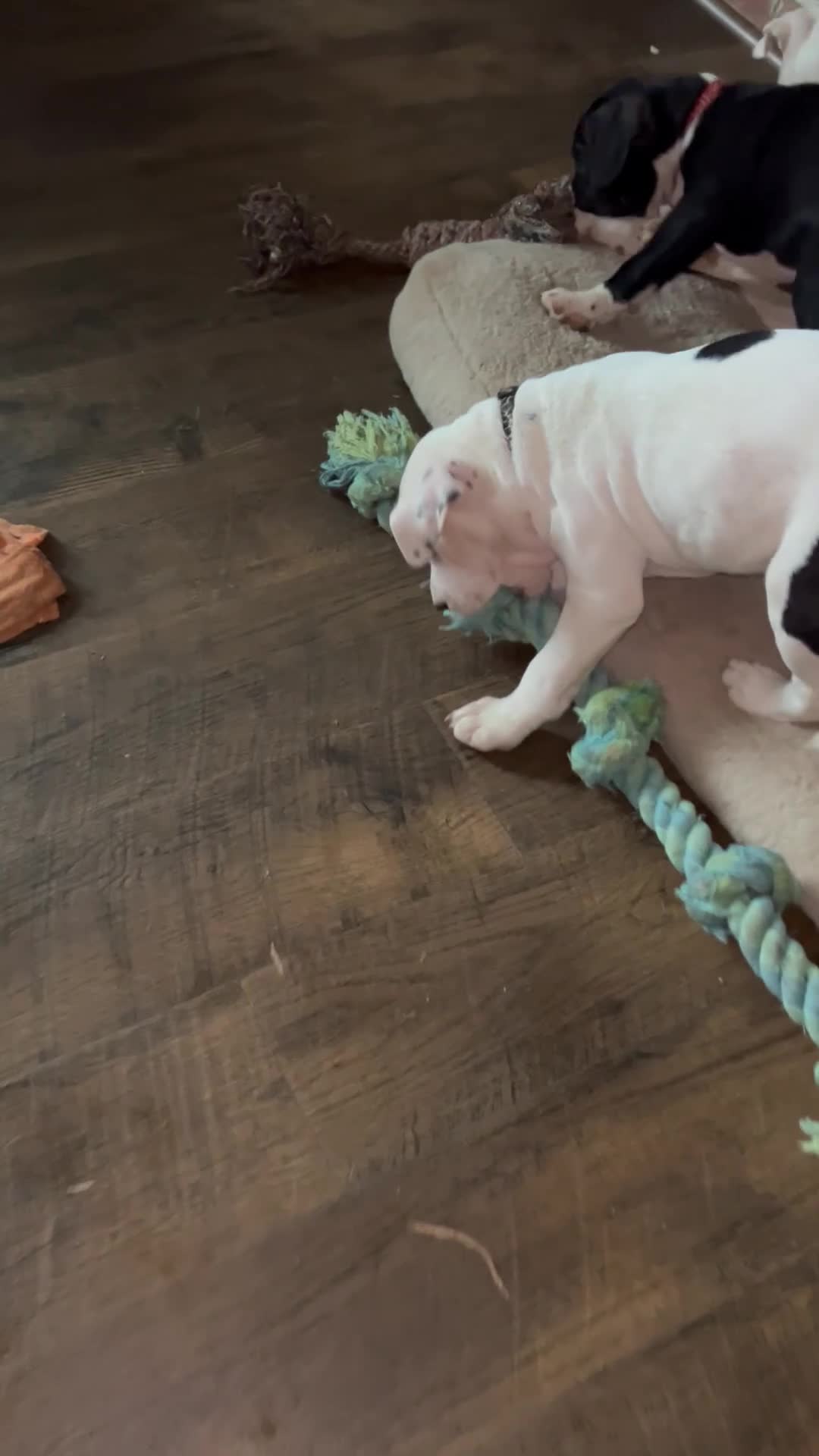 American Pit Bull Terrier dogs for sale: American Pit Bull Terrier 5 - Video 2