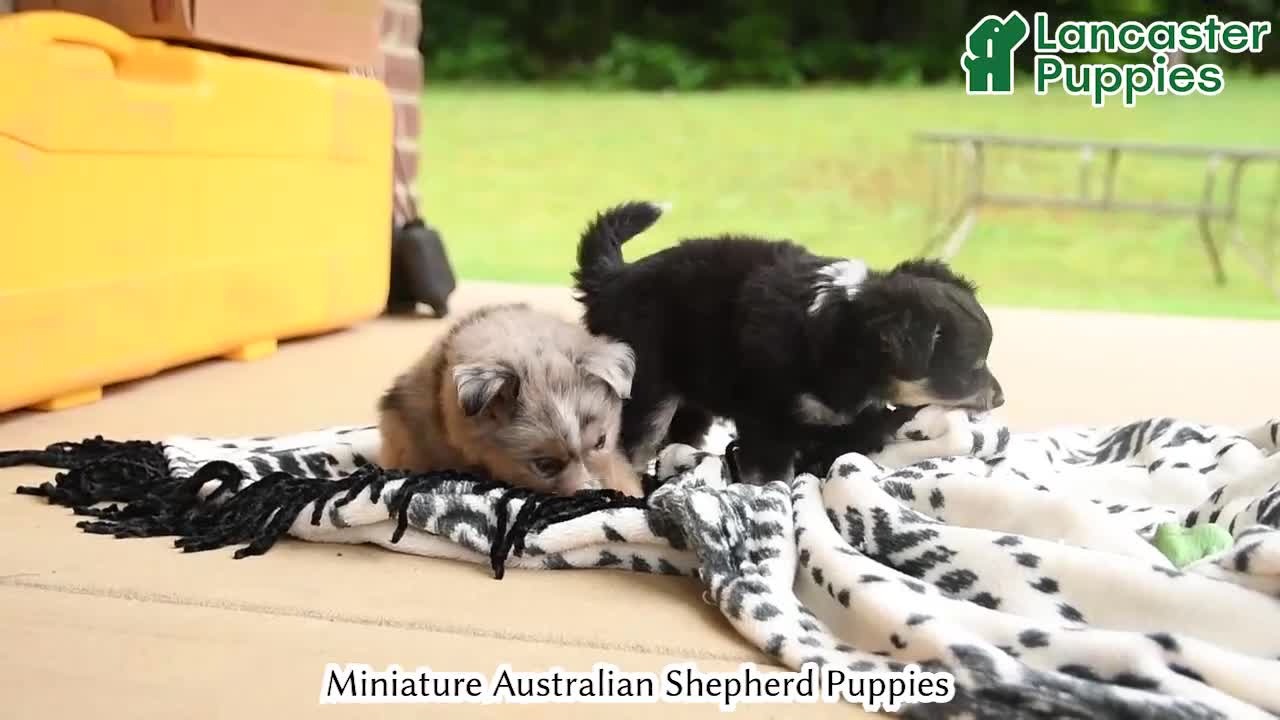 Miniature Australian Shepherd dogs for sale: Miracle - Video 1