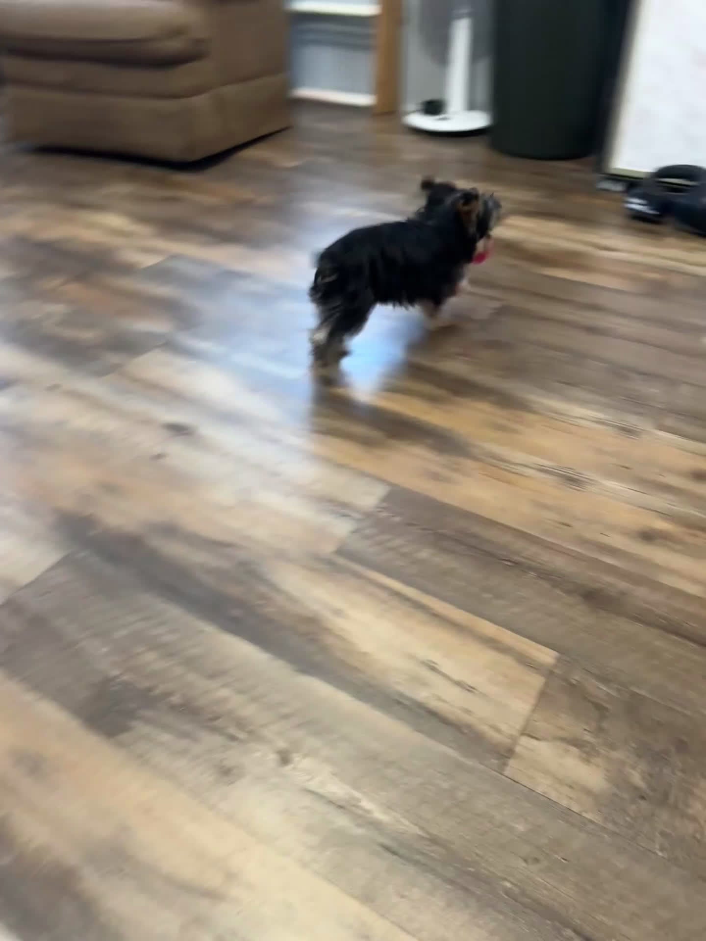 Yorkshire Terrier dogs for sale: Lance - Video 1