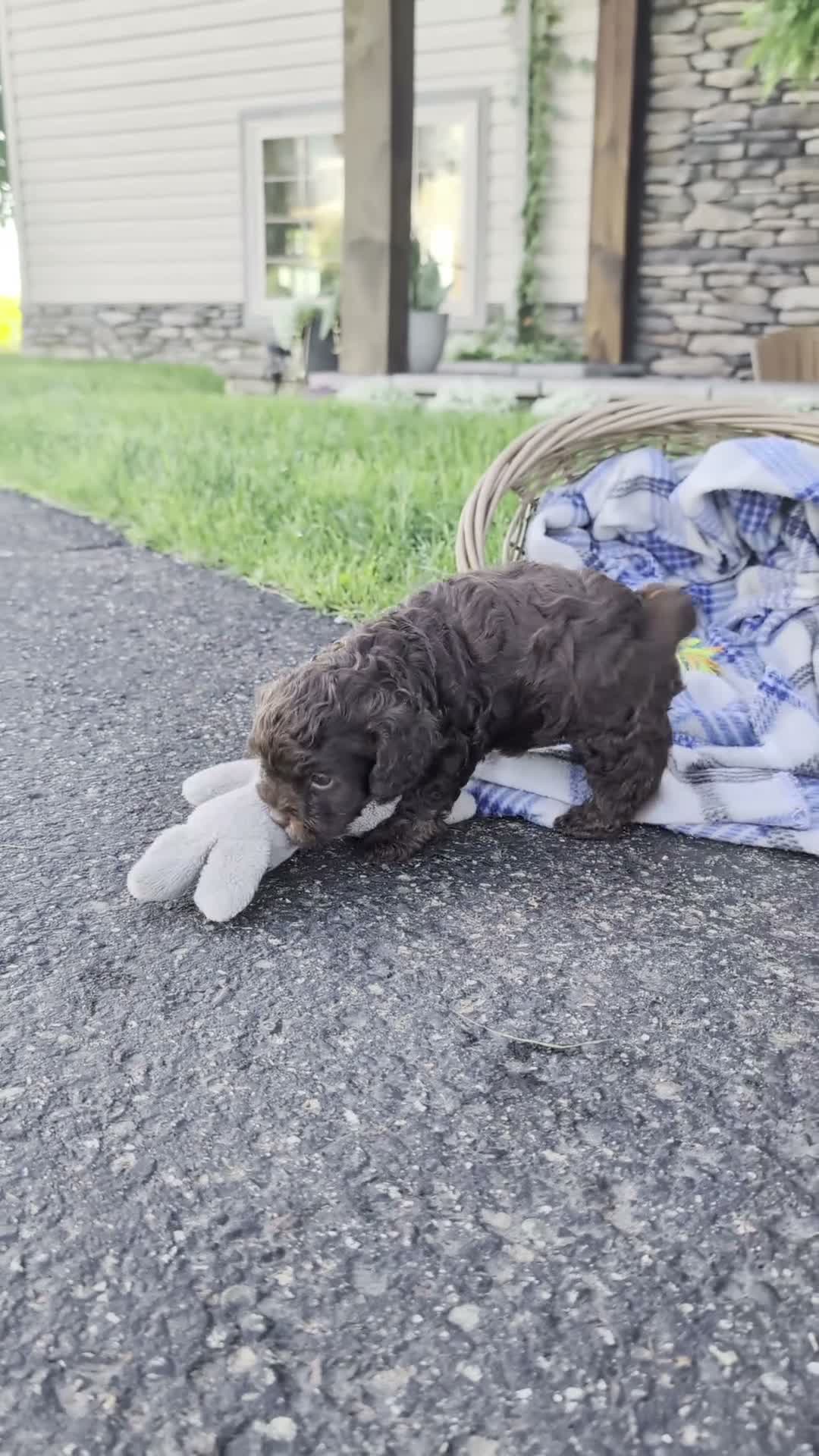 Cavapoo dogs for sale: Snuggle Joe  - Video 1
