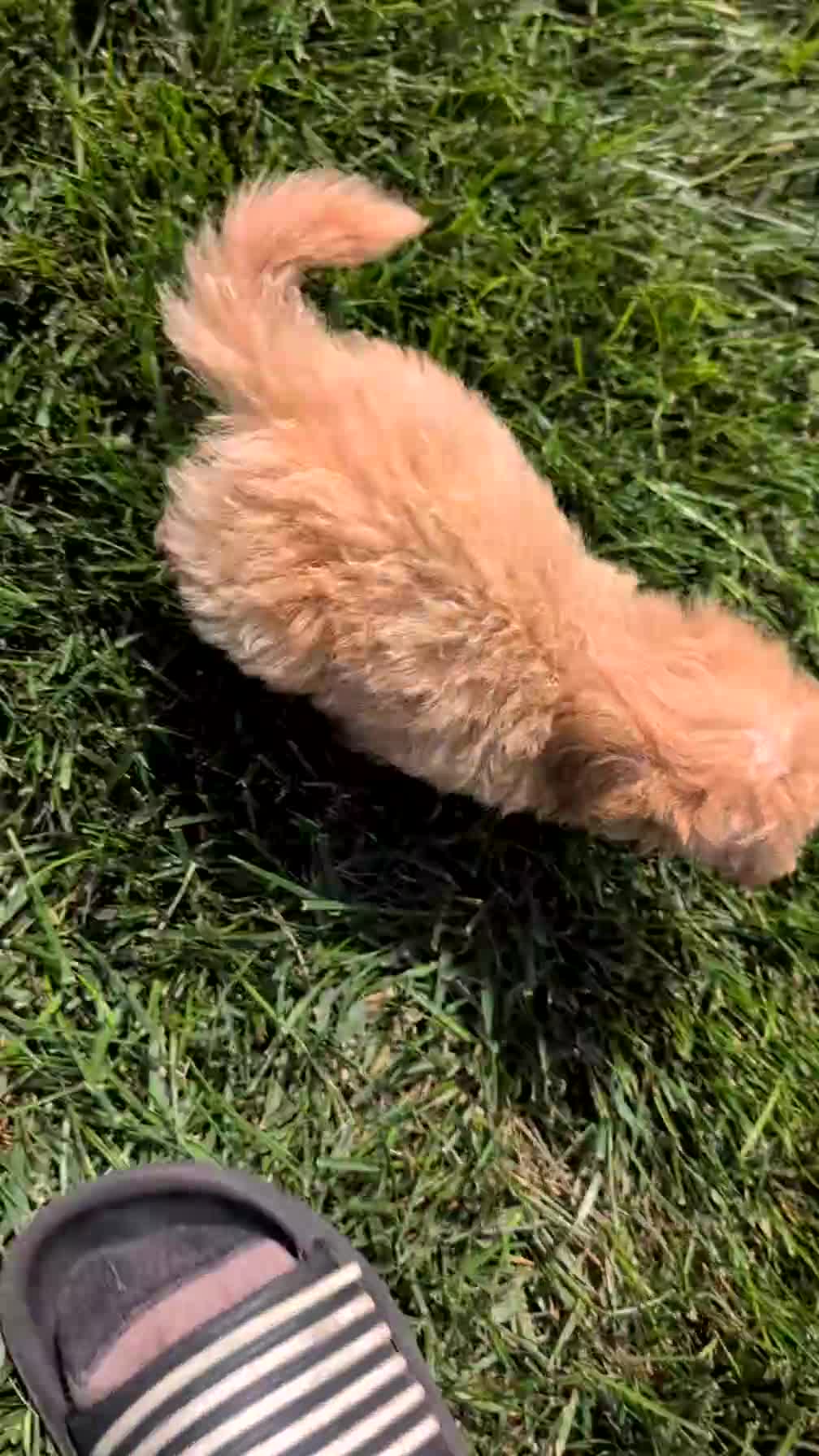 Miniature Poodle dogs for sale: Sparky - Video 1