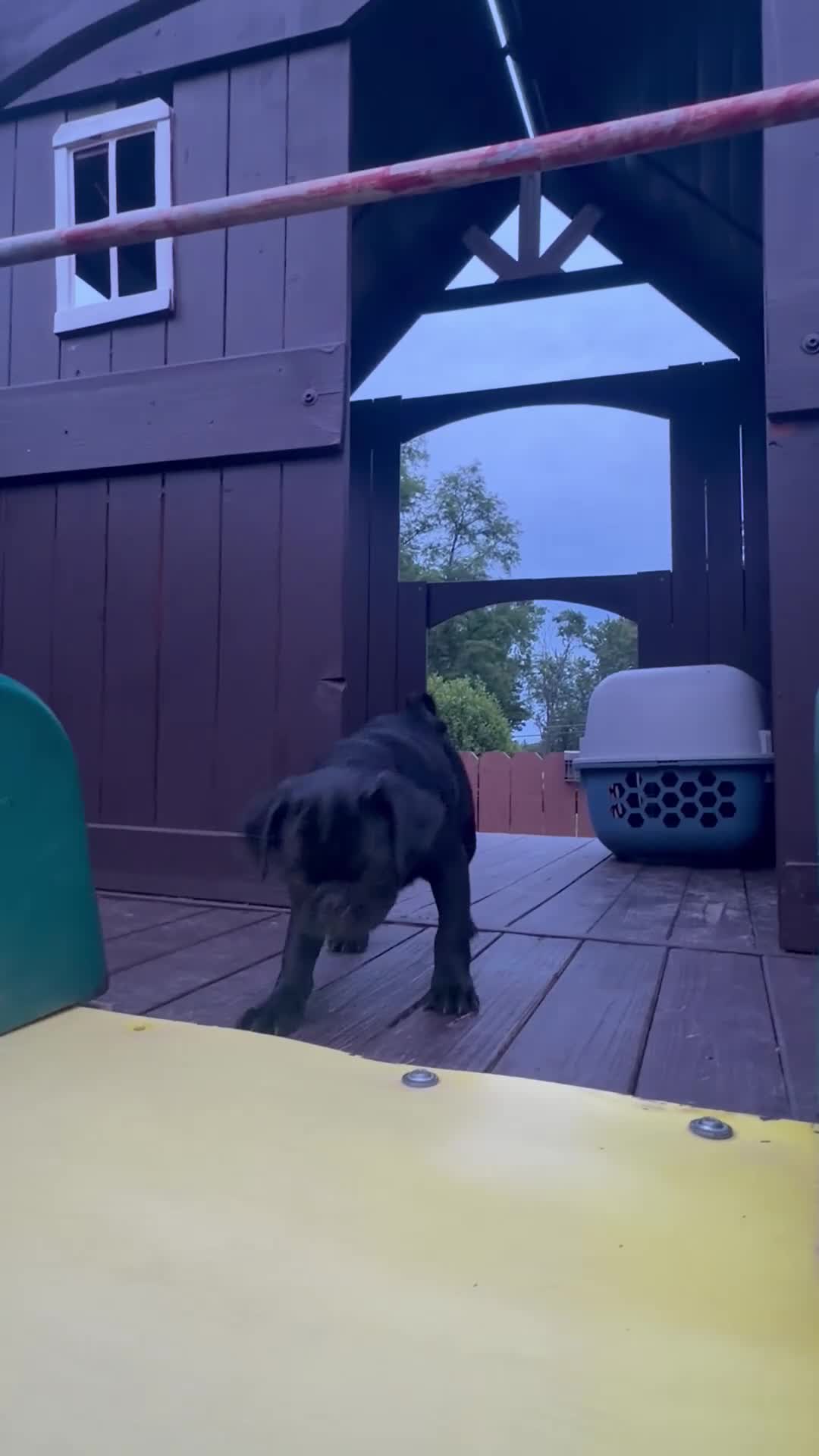 Pug dogs for sale: Panther - Video 1