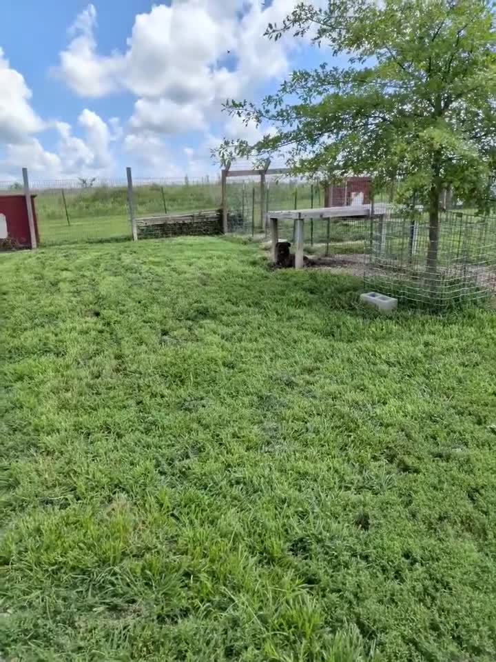 Bullmastiff dogs for sale: Tzurit  - Video 2