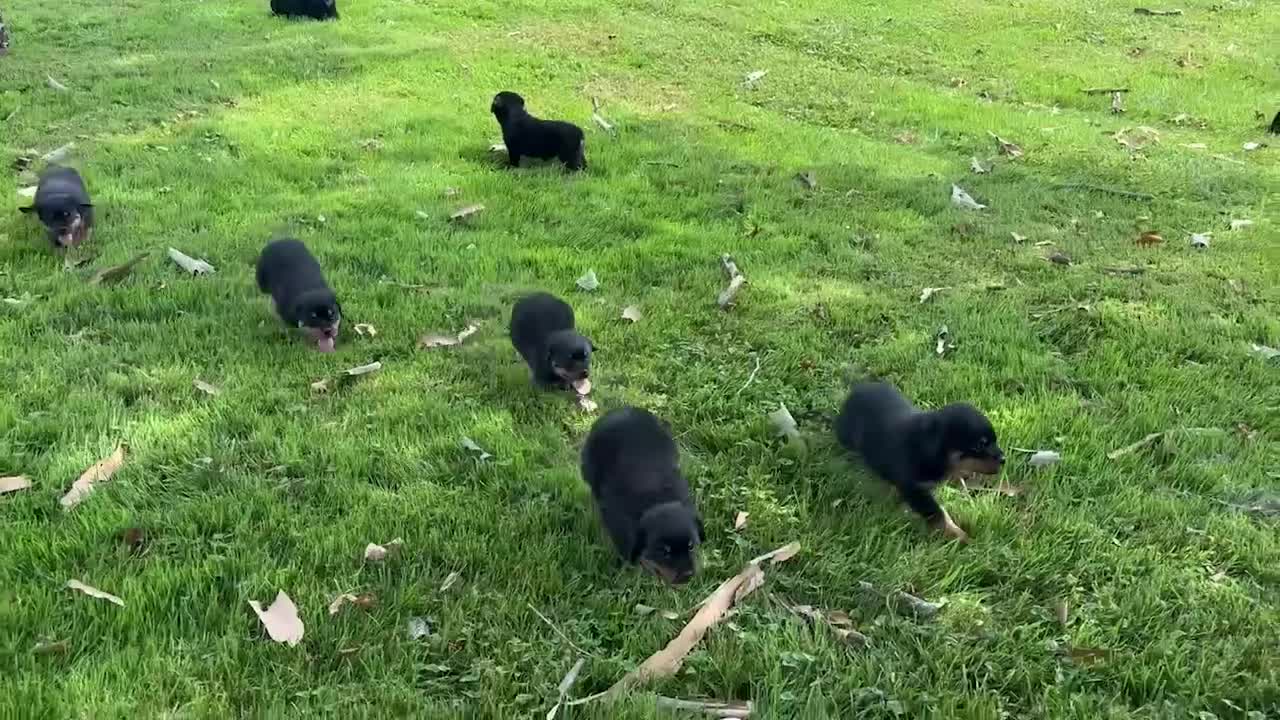 Rottweiler dogs for sale: Renzo - Video 1