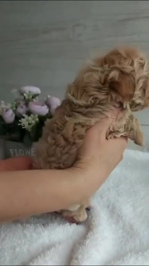 Maltipoo dogs for sale: Joanna - Video 1