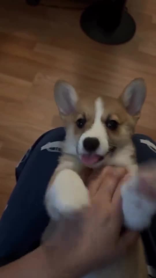 Welsh Corgi Pembroke dogs for sale: Skye - Video 3