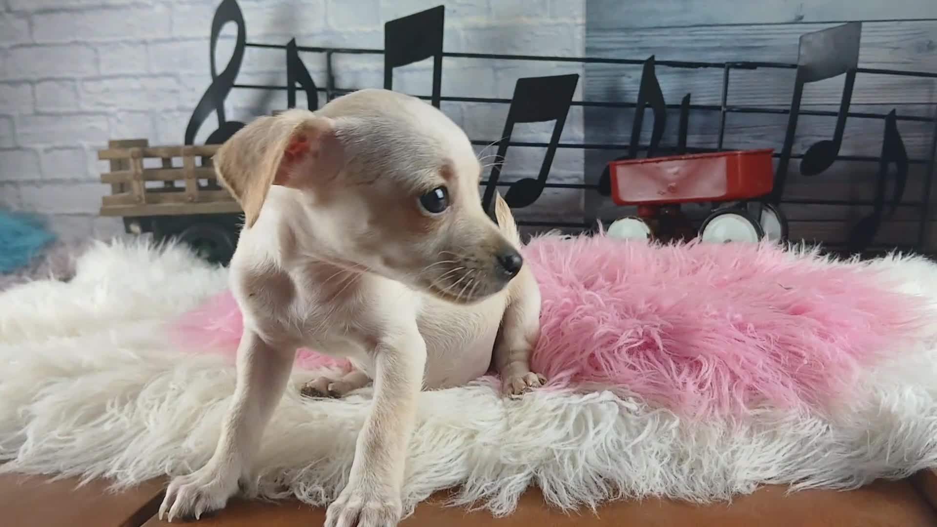 Chihuahua dogs for sale: White girl chi 2. Hand delivery  - Video 1
