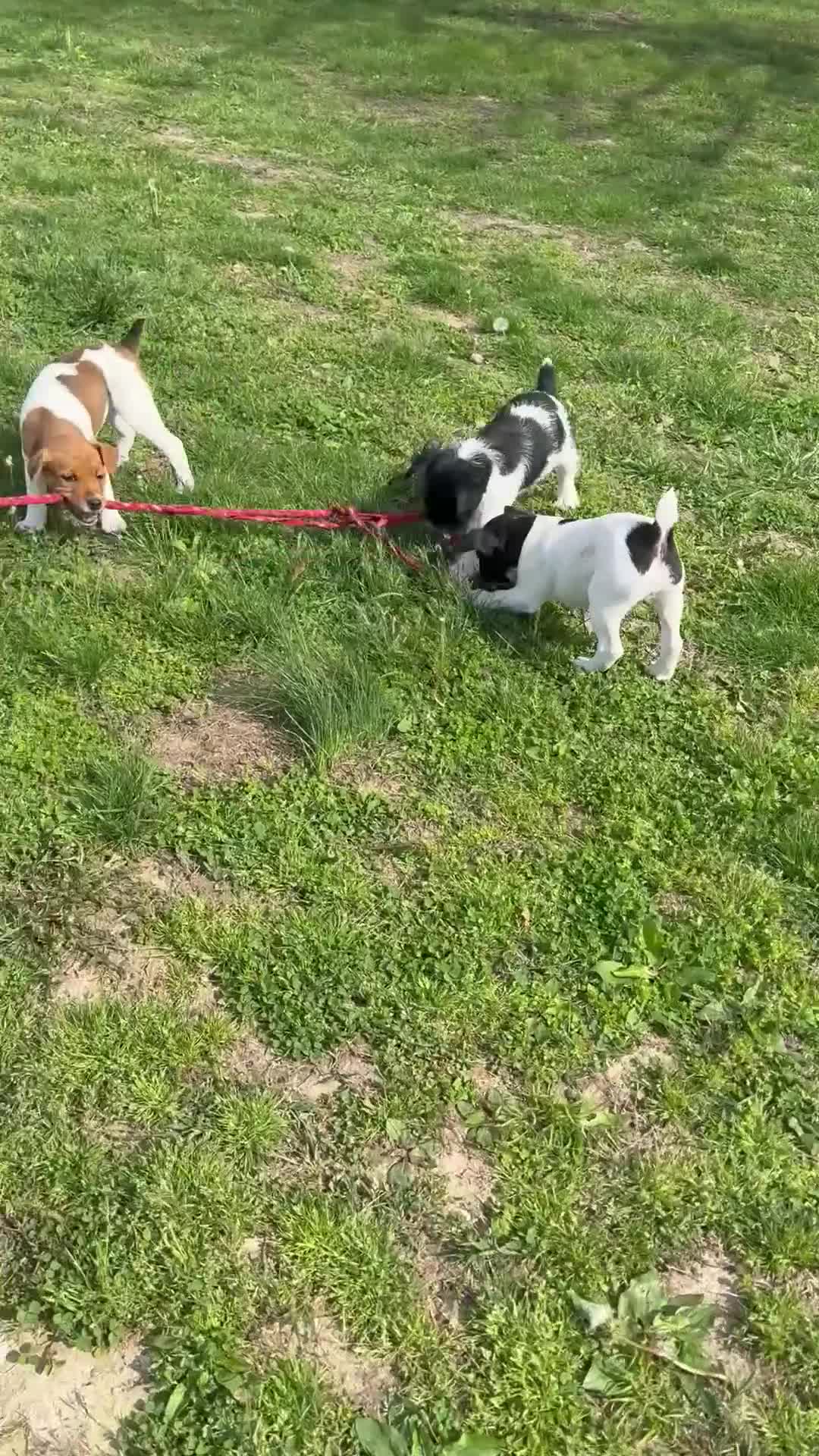 Jack Russell Terrier dogs for sale: Jrtca Rocky  - Video 1