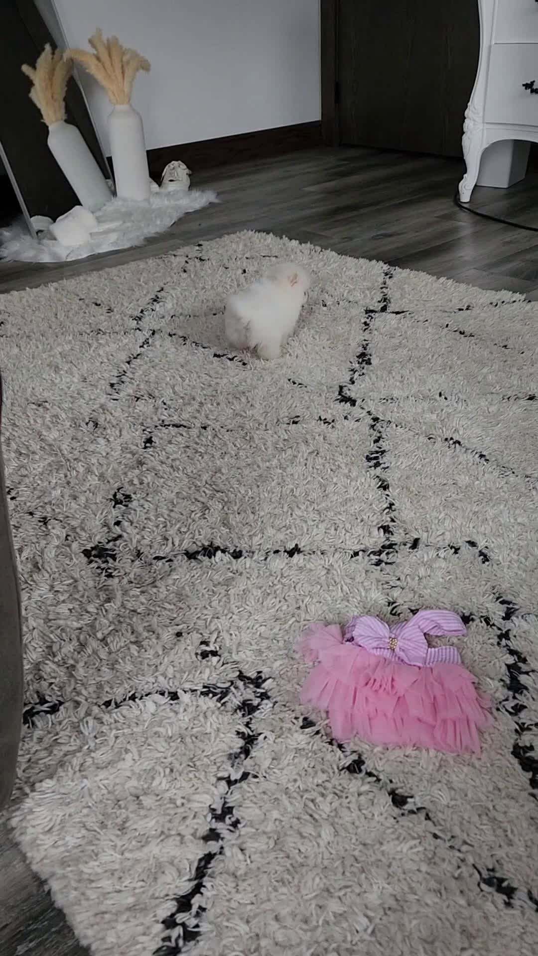 Pomeranian dogs for sale: Pomeranian Puppy 2Tessa - Video 1