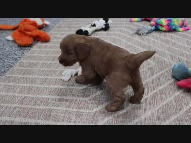 Mini Goldendoodle dogs for sale: Buddy - Video 1