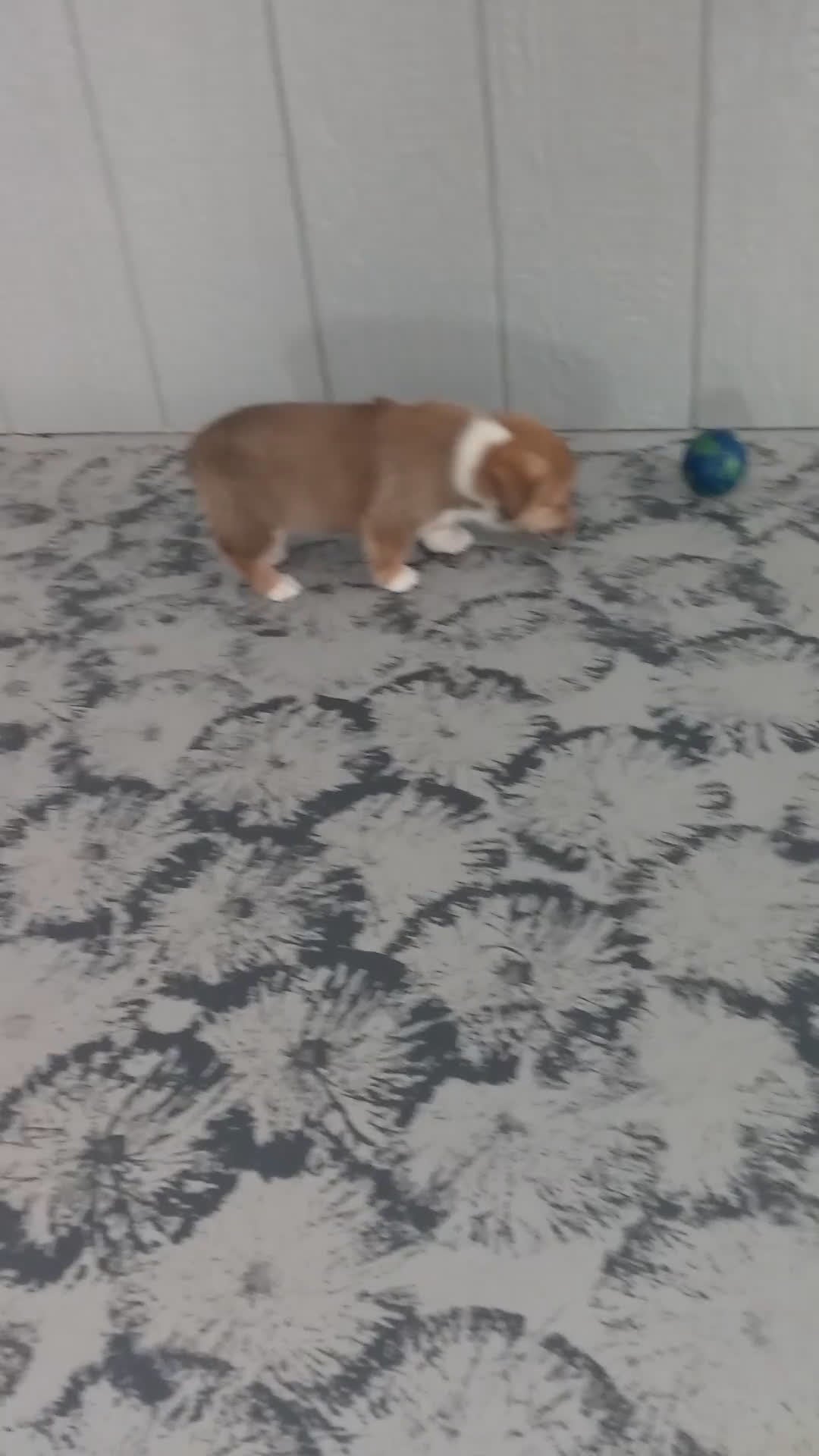 Welsh Corgi Pembroke dogs for sale: Jenna - Video 1