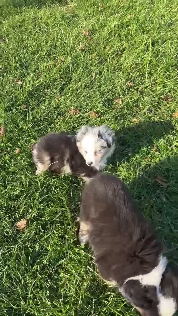 Miniature Australian Shepherd dogs for sale: Buckeye - Video 1