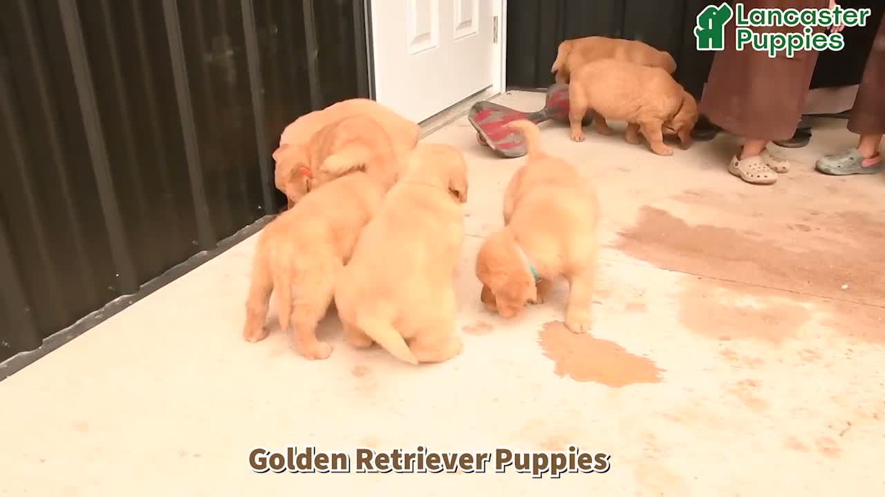 Golden Retriever dogs for sale: Baron - Video 1