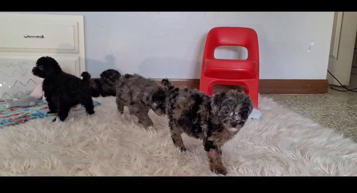 Mini Goldendoodle dogs for sale: Dylan - Video 1