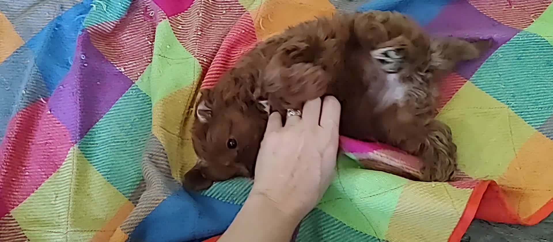 Cavapoo dogs for sale: Elliot - Video 2