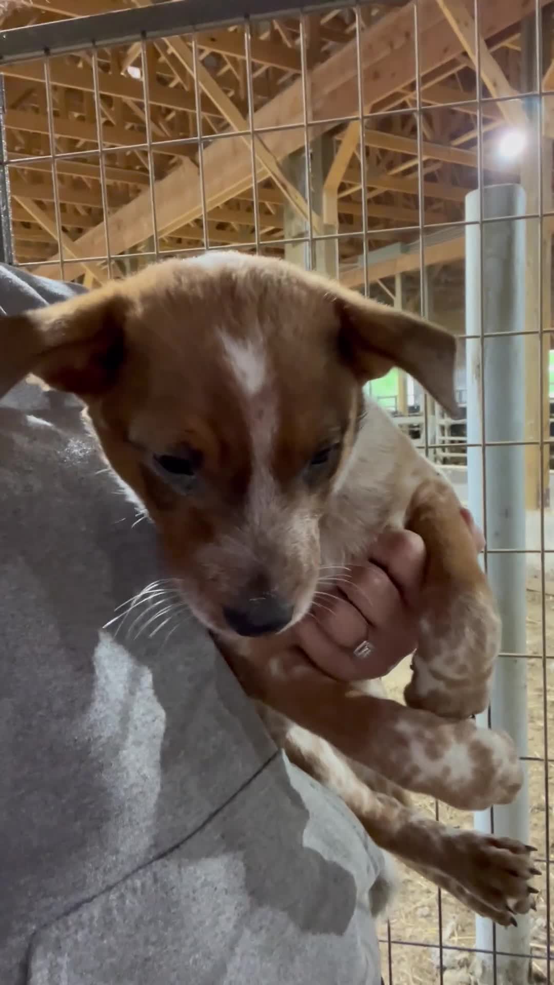 Australian Cattle Dog dogs for sale: Rally - Video 1