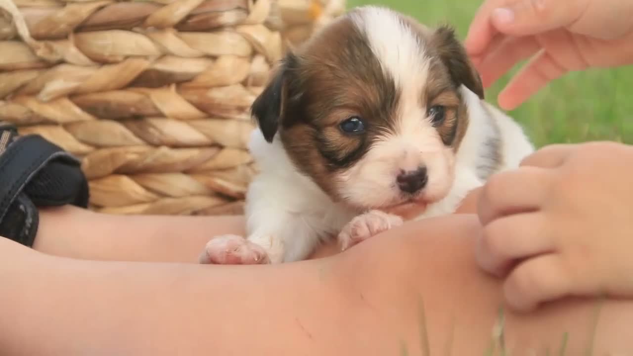Papillon dogs for sale: Leon Papillon  - Video 1