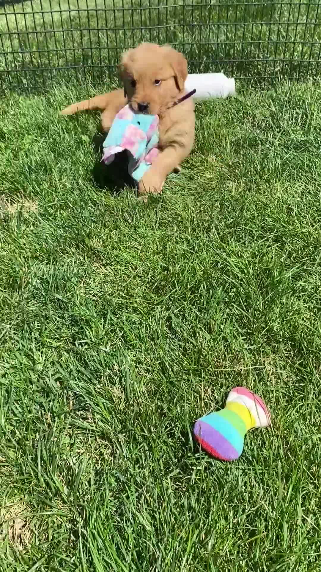 Golden Retriever dogs for sale: Golden Retriever Lola  - Video 1