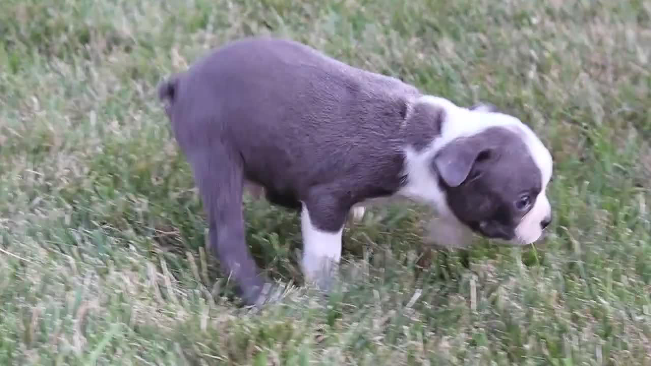 Boston Terrier dogs for sale: Bradie - Video 1