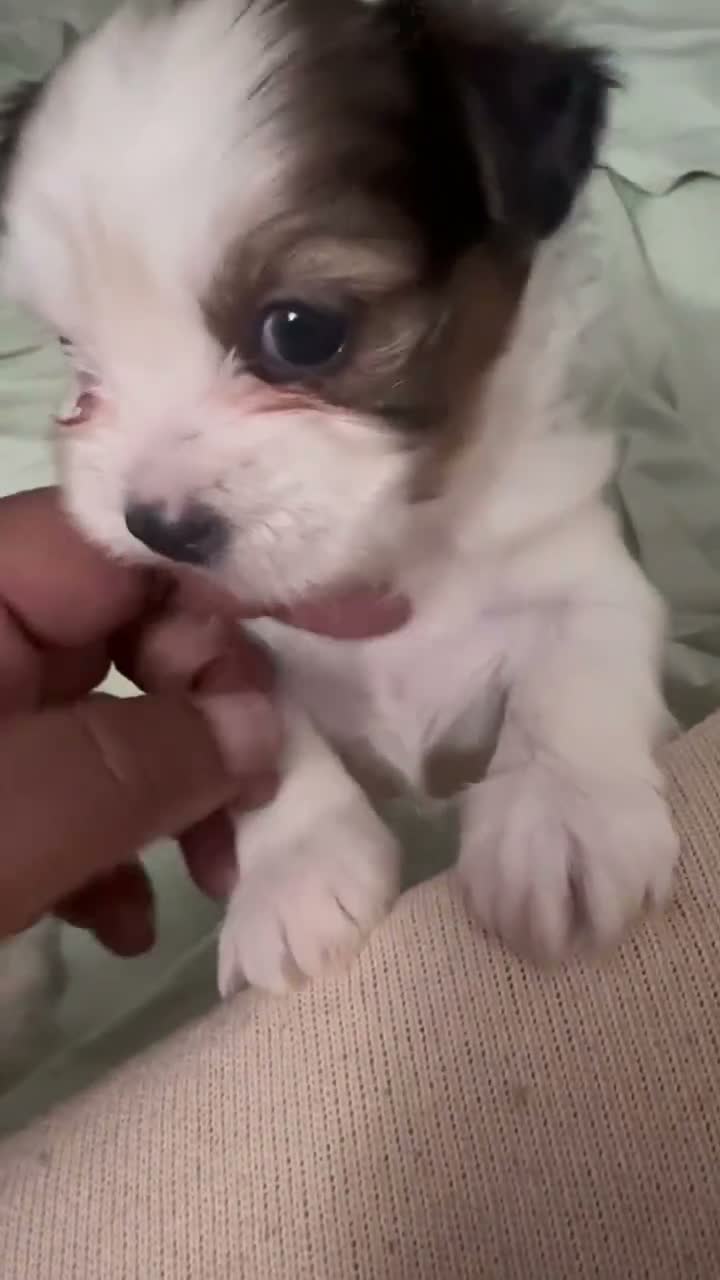 Shorkie dogs for sale: Shorkie 3 - Video 1