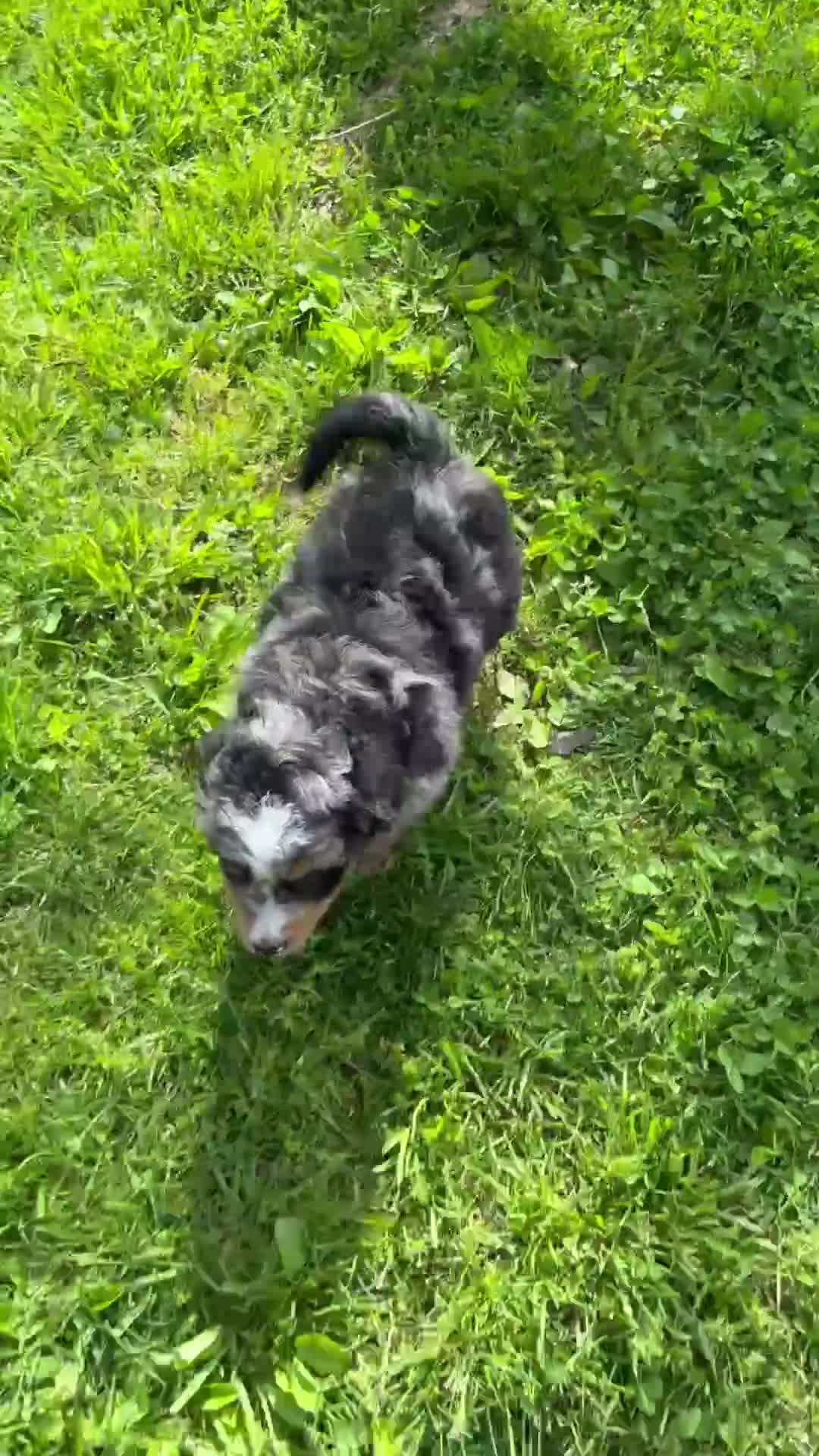 Mini Bernedoodle dogs for sale: Haven - Video 1