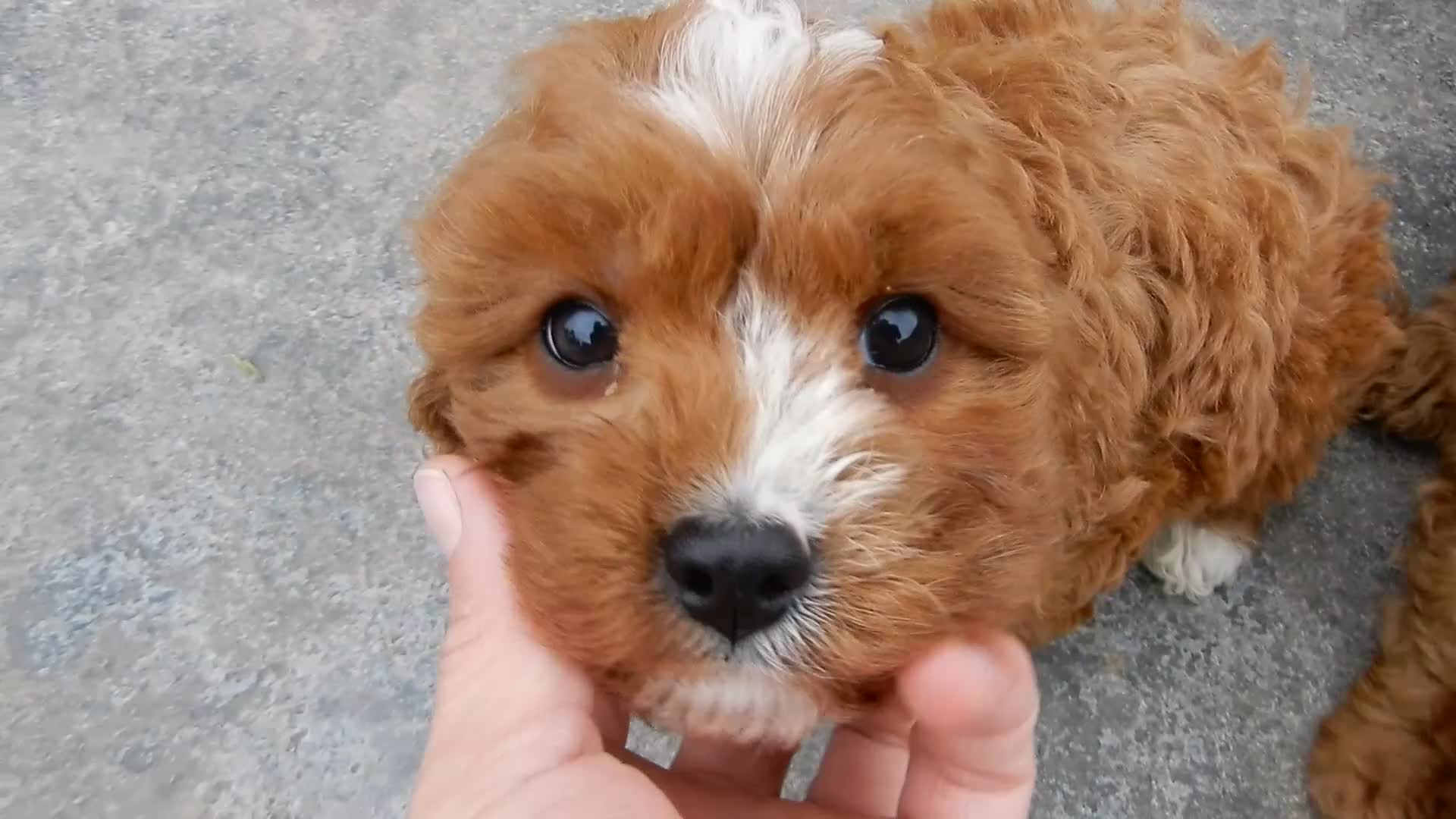 Cavapoo dogs for sale: Honey - Video 1