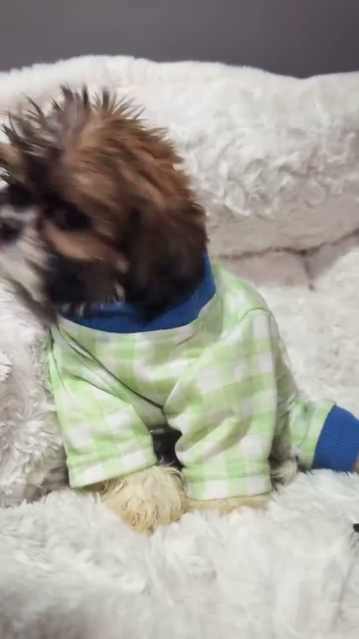 Shihpoo dogs for sale: Tiny simba  - Video 1