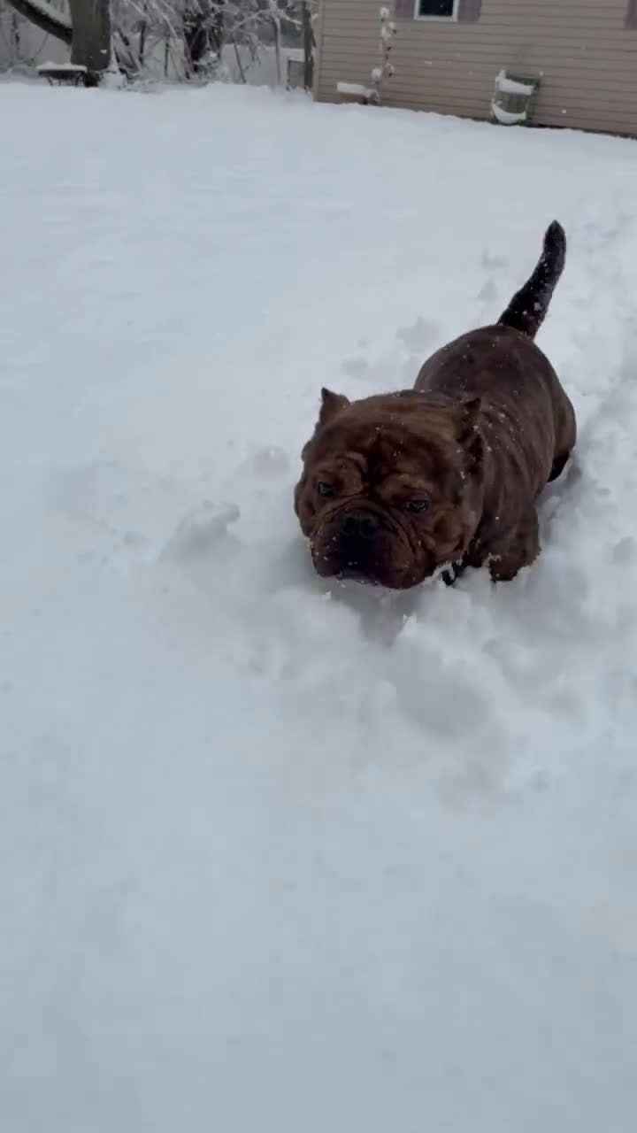 American Bully dogs for sale: Porsche - Video 2