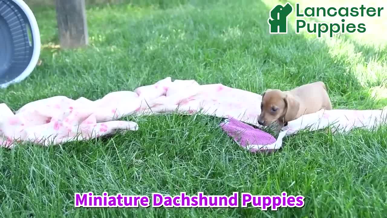 Miniature Dachshund dogs for sale: Worley - Video 1