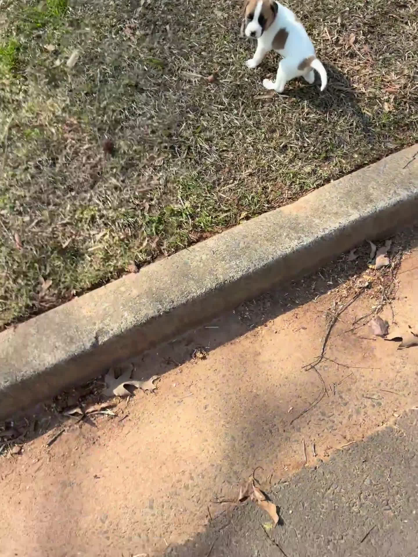 Mixed Breed dogs for sale: Mixed Breed Puppy 1 - Video 1