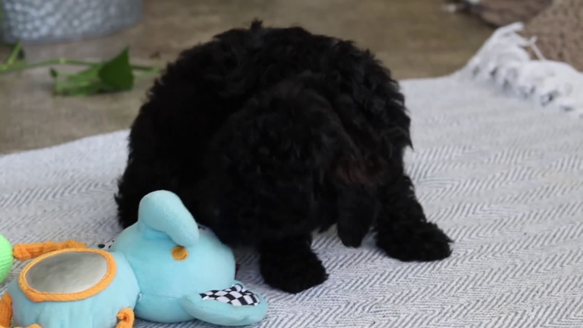 Miniature Poodle dogs for sale: Lila - Video 1