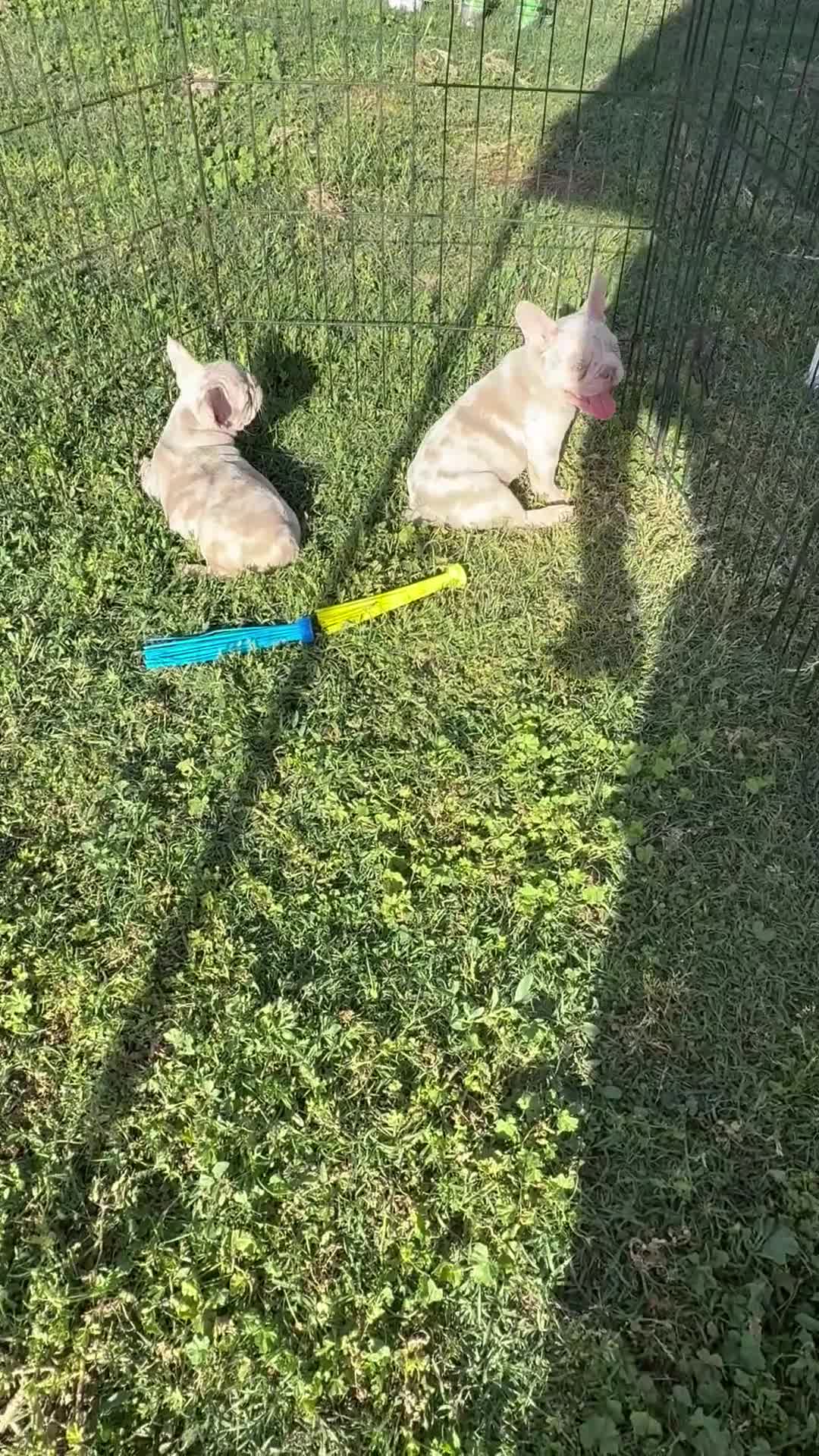 French Bulldog dogs for sale: French Bulldog 2 - Video 1