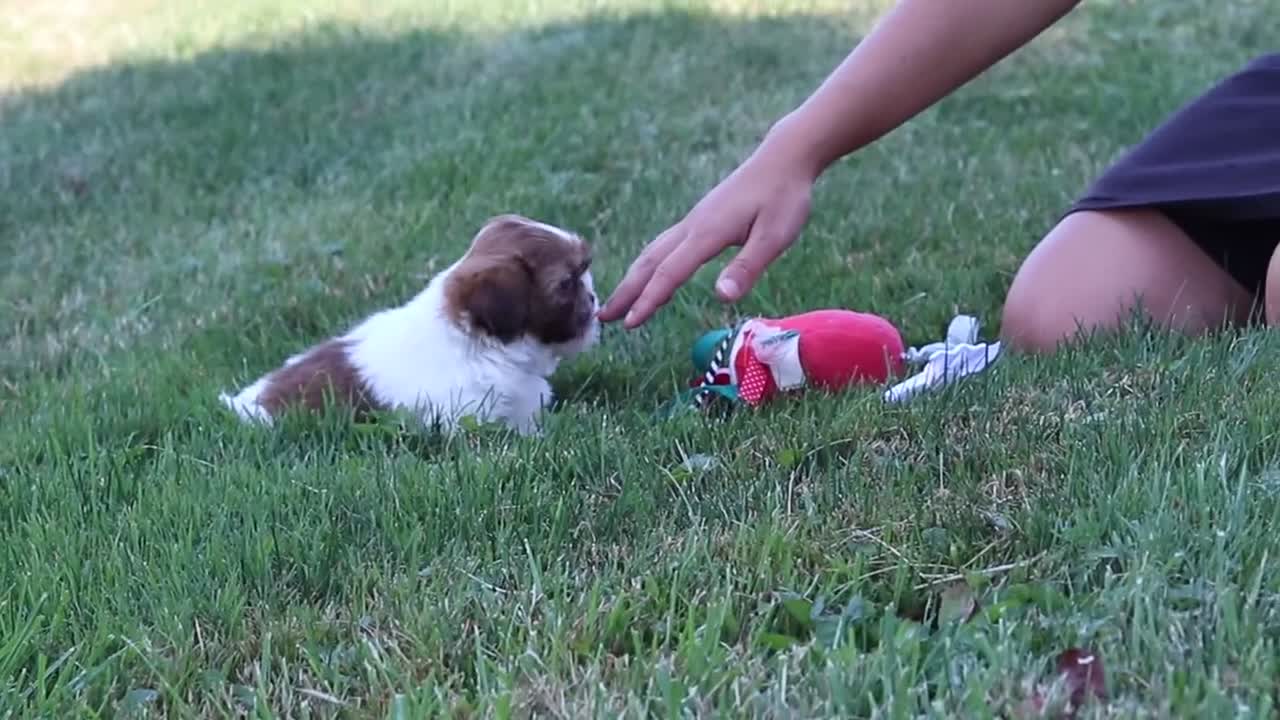 Shih Tzu dogs for sale: River - Video 1