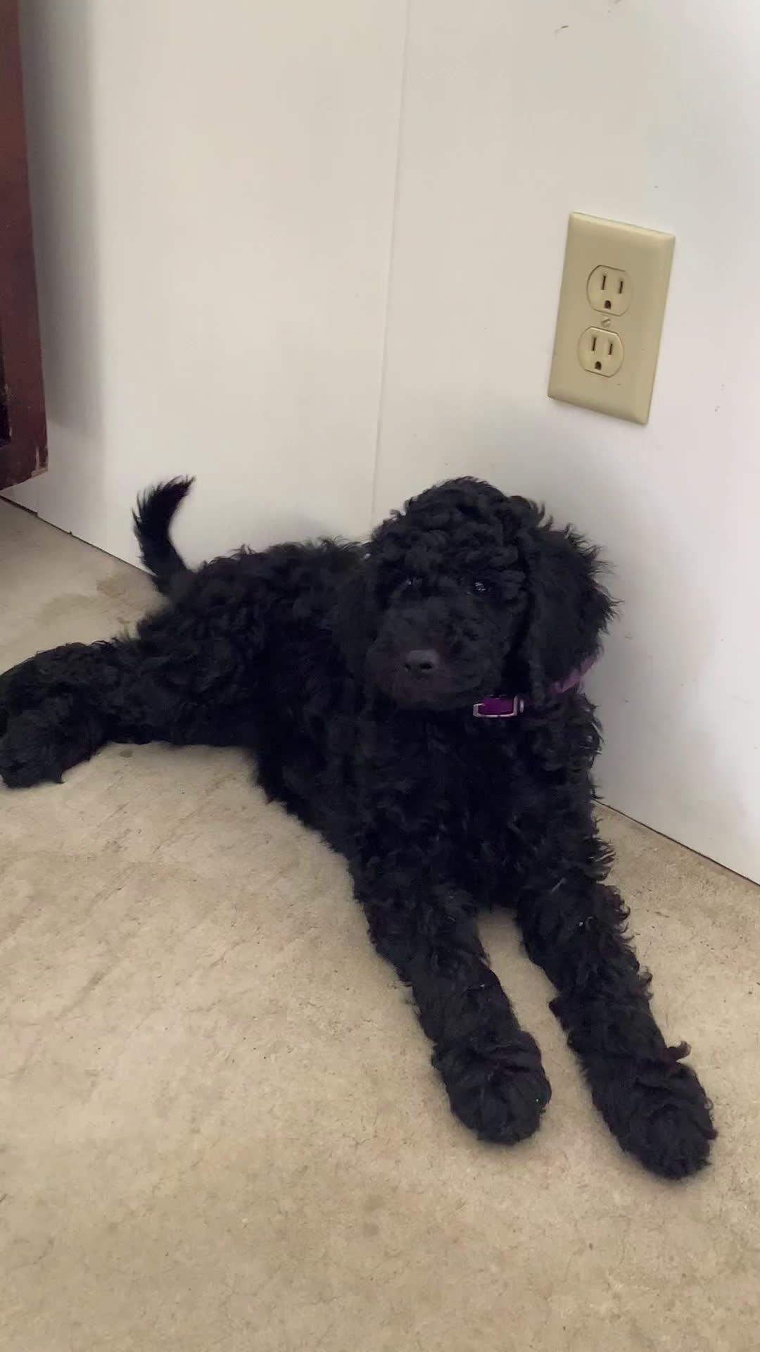 Goldendoodle dogs for sale: Goldendoodle Puppy 1 - Video 3