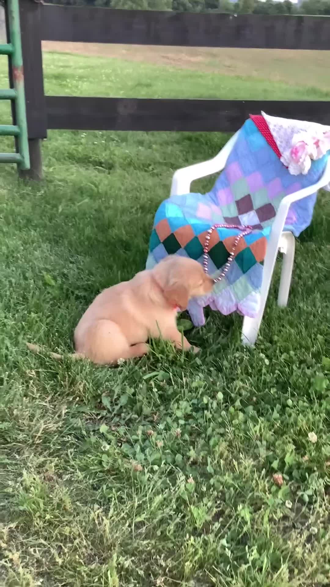 Golden Retriever dogs for sale: Golden Retriever Connie - Video 1