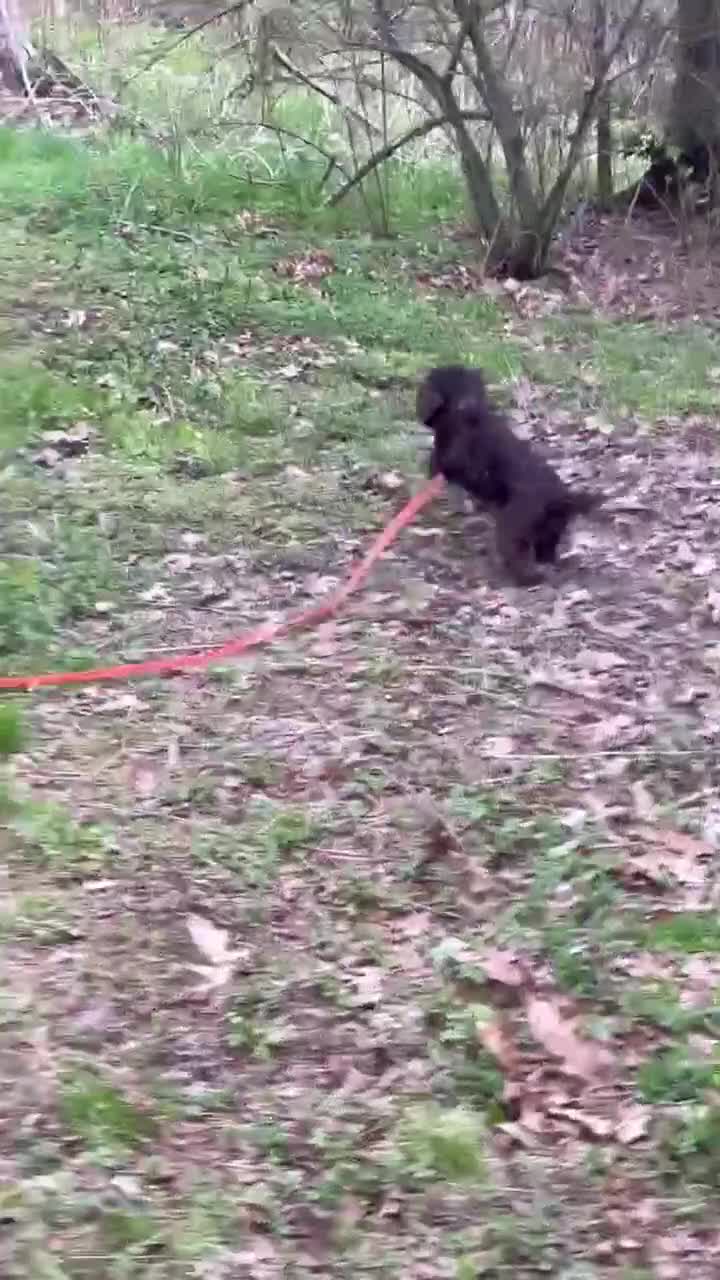 Cockapoo dogs for sale: Wren - Video 2