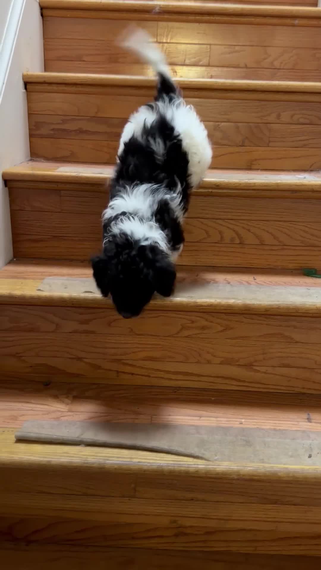Sheltiedoodle dogs for sale: Coco - Video 1