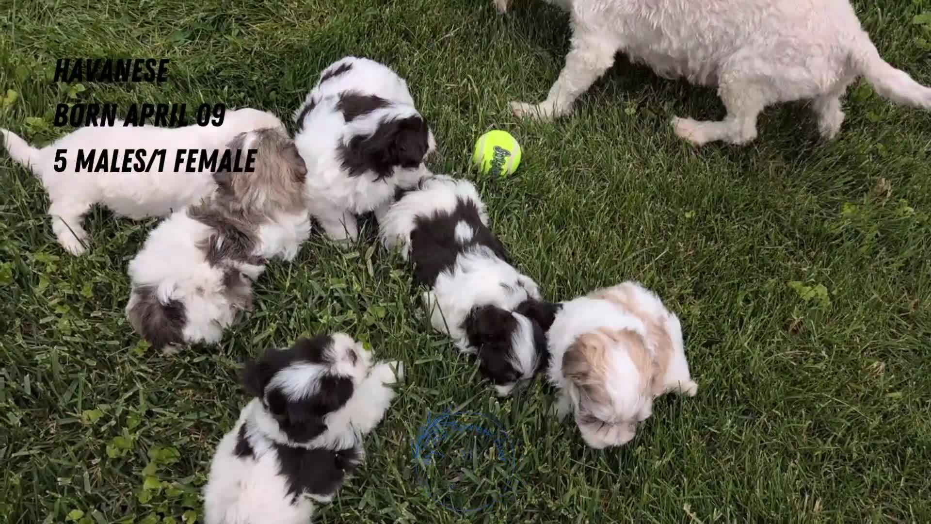Havanese dogs for sale: Nala - Video 2