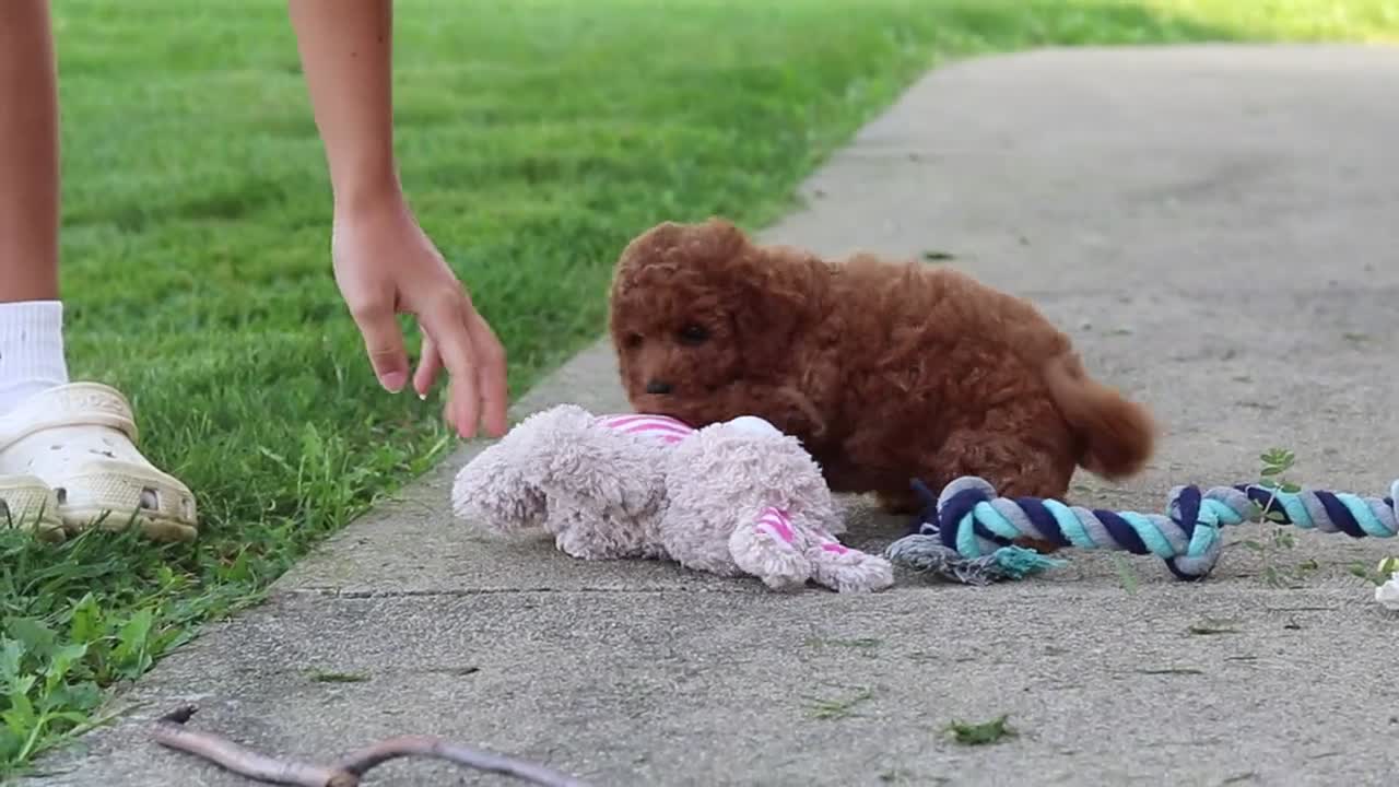 Miniature Poodle dogs for sale: Jance - Video 2