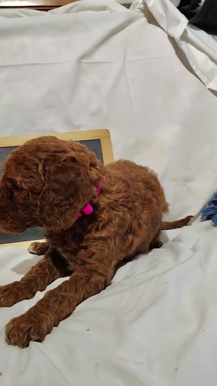 Mini Goldendoodle dogs for sale: Blossom - Video 1