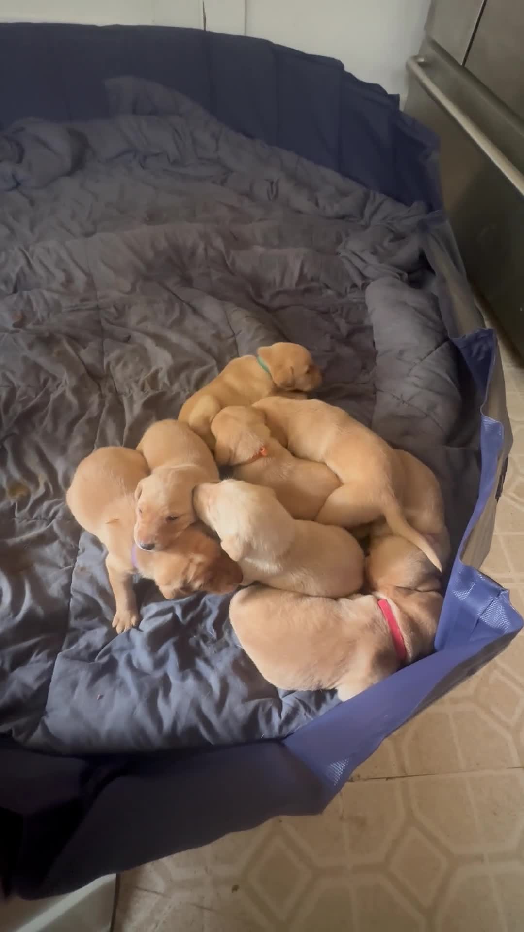 Labrador Retriever dogs for sale: Chunk - Video 1