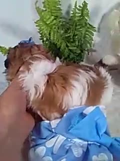 Shih Tzu dogs for sale: Honey - Video 1