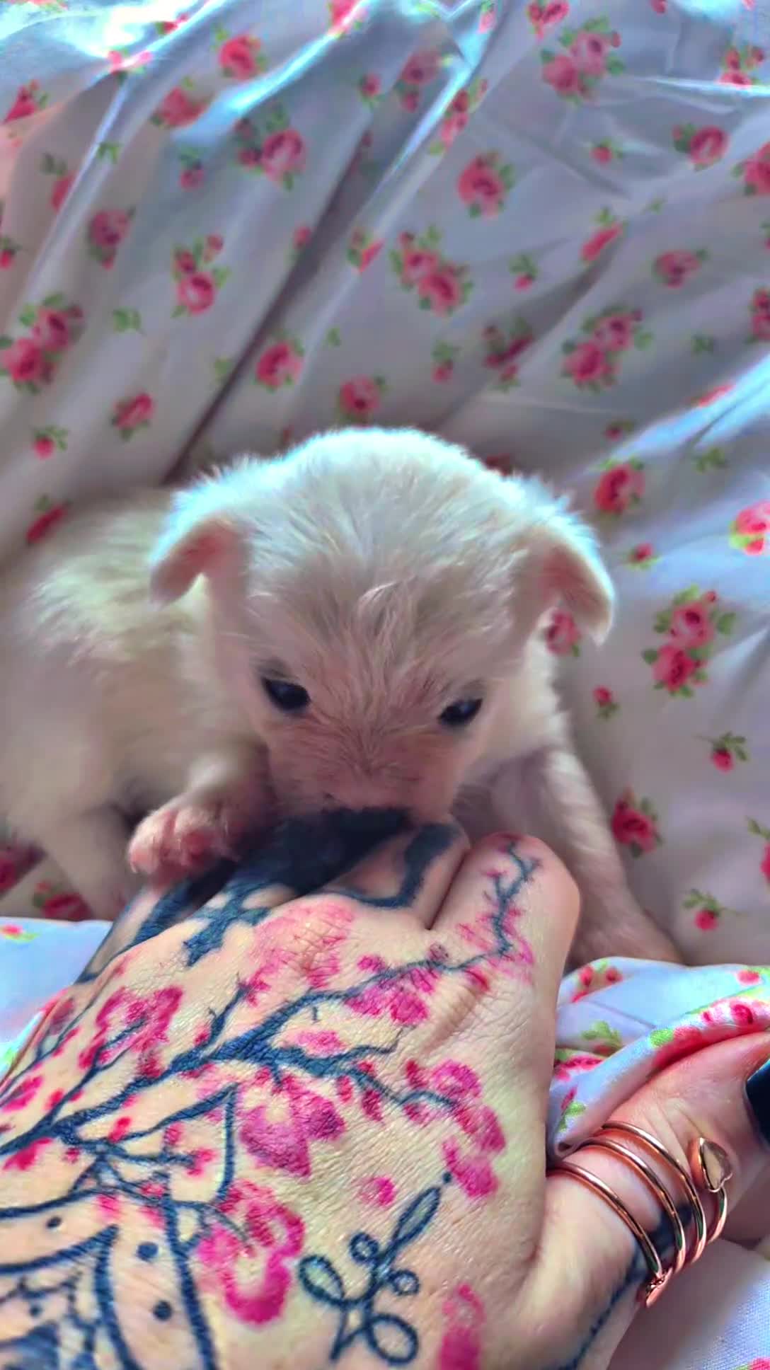 Mixed Breed dogs for sale: Mixed Breed 1 - Video 1