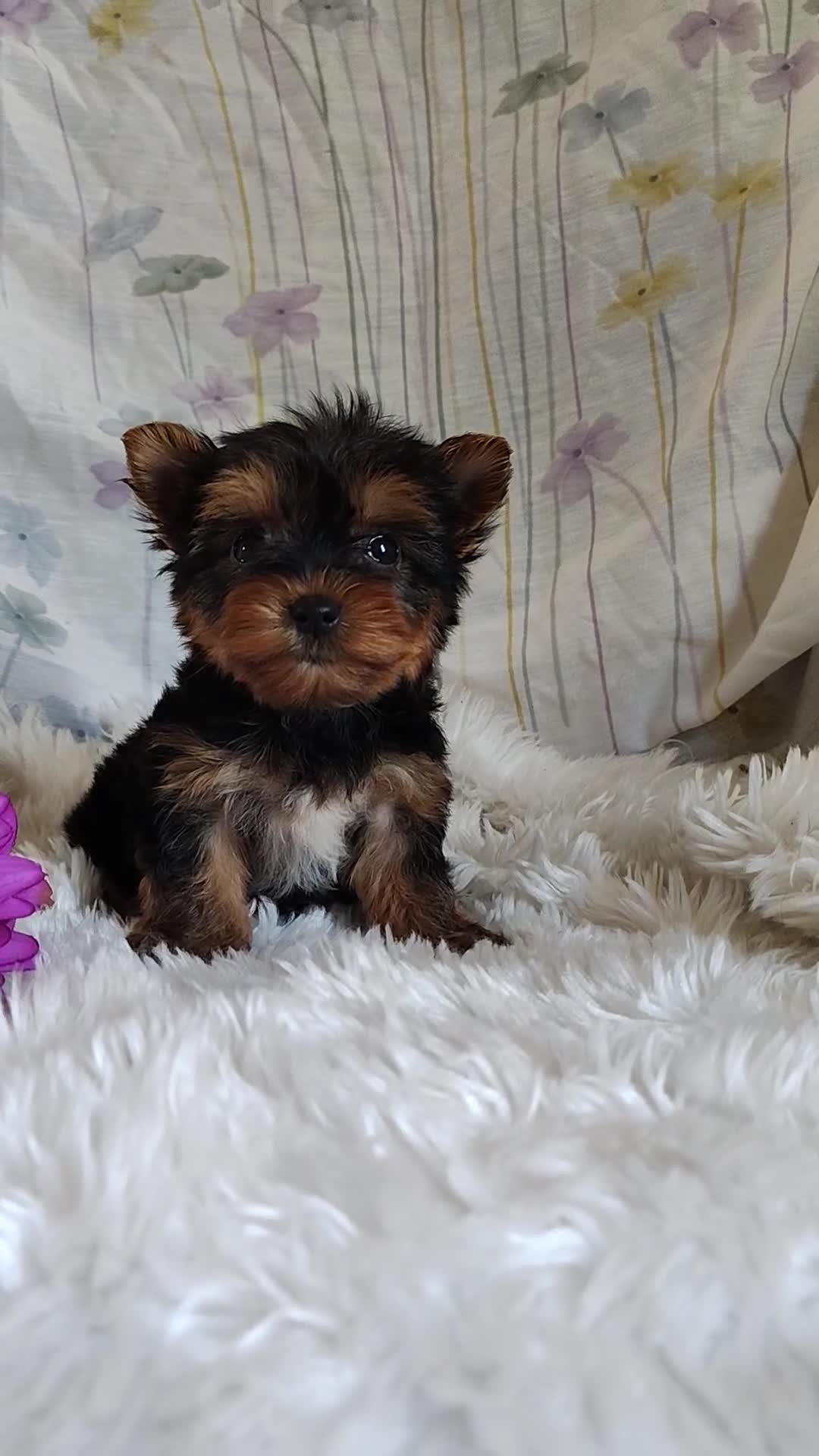 Yorkshire Terrier dogs for sale: Tinkerbell - Video 1