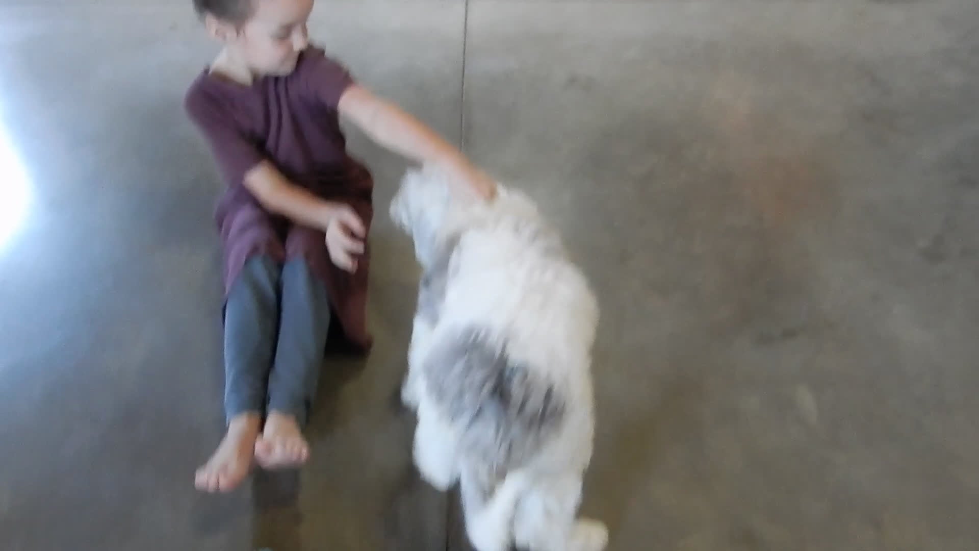 Sheepadoodle dogs for sale: Robby - Video 2