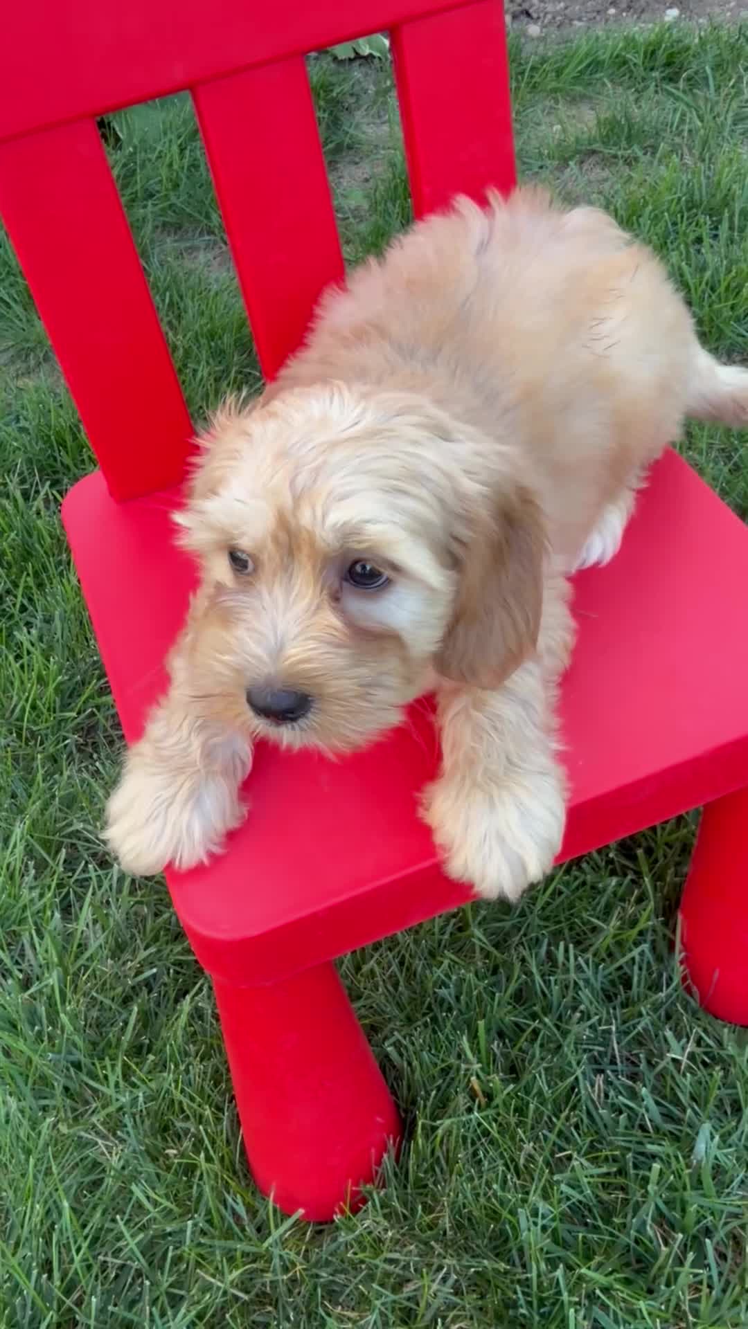 Maltipoo dogs for sale: Maltipoo 2 - Video 1