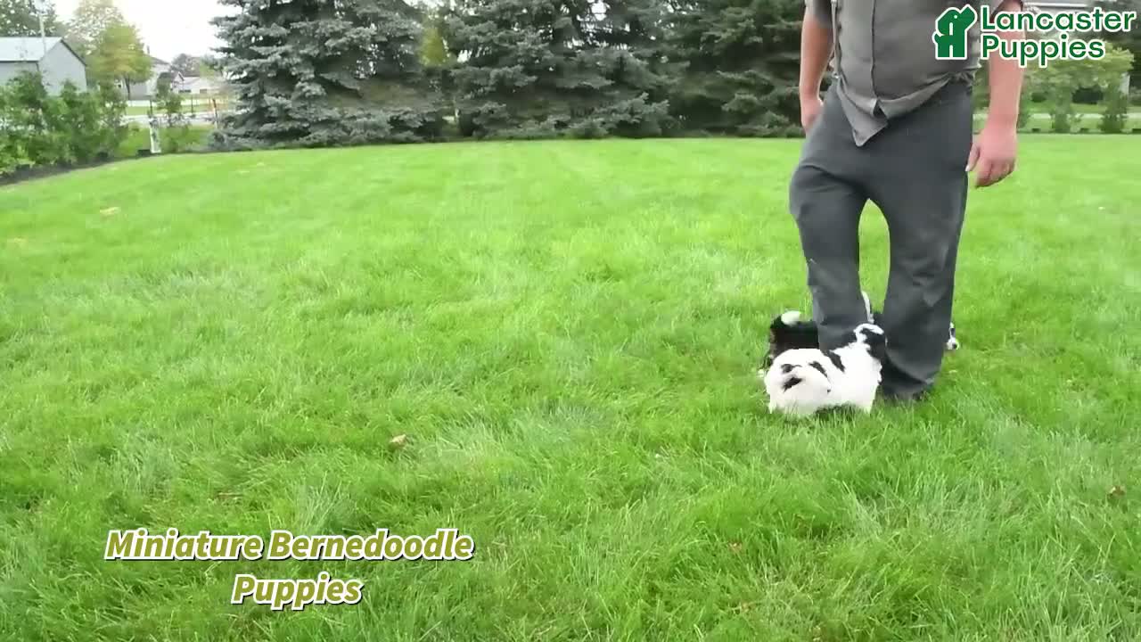 Mini Bernedoodle dogs for sale: Bandit - Video 1
